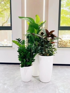 了解奉化盆景租摆，畅享优质空间美化体验